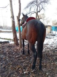 продам бу оборудование для птицефабрики: Сатам | Байтал | Англиялык | Ат спорту | Асыл тукумдуу, Мерин