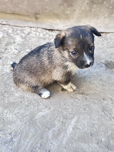 сколько стоит хаски щенки: Кучукторго уй керек🐶Бишкек новопавловка — 2