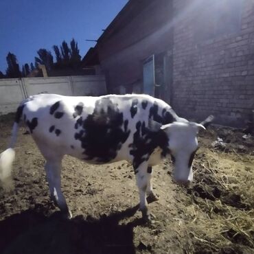 лягушка живая: Корова,породистая,2года, подробности при звонке