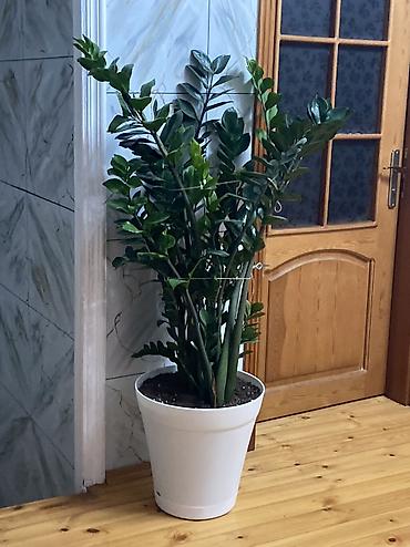 iris gulu: Dollar gülü-Zamioculcas 10 yaşı var azı.Boyu-1,6m Ev,Restoran və ofis — 1
