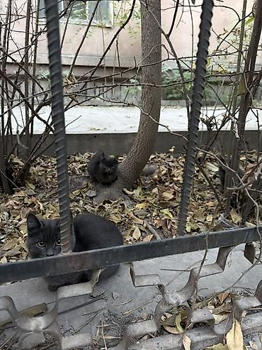 Котята серо-дымчатого окраса - Описание: два домашних котёнка