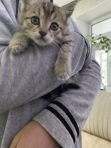 иттер ош: Беспородная, 2 месяца, Девочка