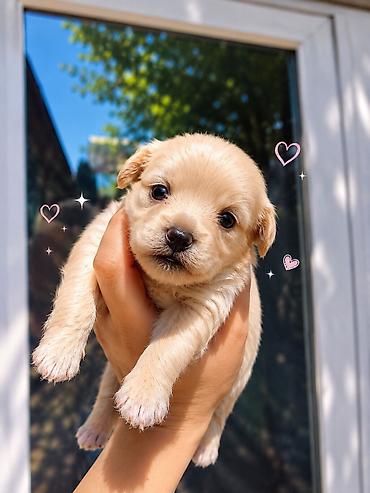 İtlər: Maltipoo balalari.Temiz orginal balalar.F1 Maltipoo — 2