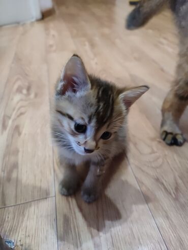 сколько стоит шотландская кошка: Милый котенок с полосатым окрасом и пушистой шерстью ищет новый дом