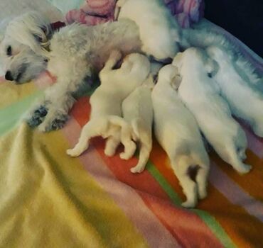 Psi: Na prodaju stenci mesanci maltezera i patuljastog spica sa odlicnom — 2