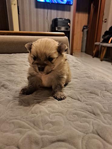 İtlər: Şpitz, 1 ay, Ünvandan götürmə — 1