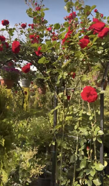 Şitillər: SAQI Gülçülük – Tərtərin ən gözəl gülləri • Öz bağımızda yetişdirilən — 5