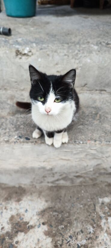 даром стол: Немного о себе, меня зовут Курут, я очень умная кошка, думаю этого