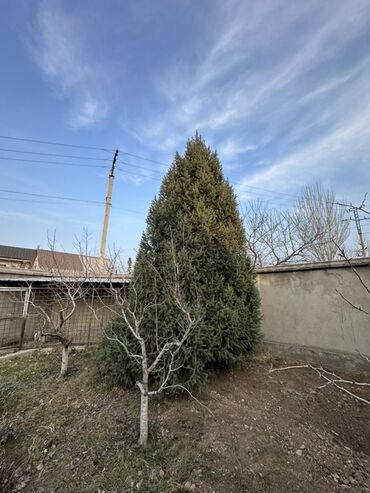 Декоративные деревья: Саженцы деревьев: Ели — 11