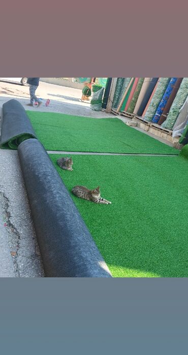 Xalçalar: Xalça Türkiyə -da lalafo.az — 8 Xalçalar: Xalça Türkiyə — 8