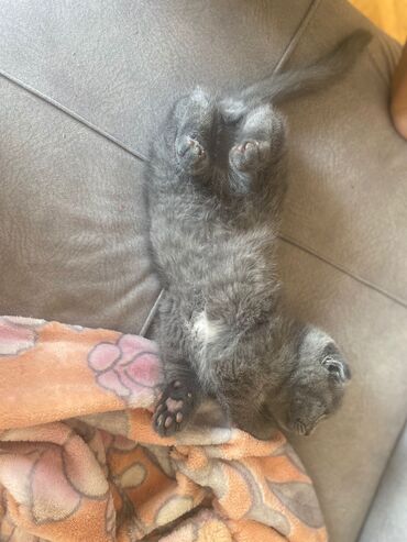 Pişiklər: Britan yastı qulaq, Erkək, Dişi, Yaxşı əllərə, Ünvandan götürmə, Pulsuz çatdırılma, Ödənişli çatdırılma — 9