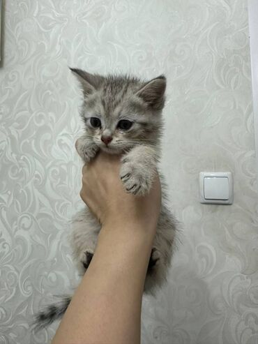 клетки для хомяков бишкек: Скотиш Страйт (Шотландиялык тик кулактуу), 2 айлык, Эркек, Ак, Лотокко барууга үйрөтүлгөн, Аргын