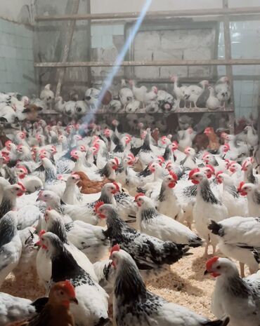 Gəmiricilər: Tam saglam xoruzlar sec apar kilodan yuxaridi cekileri qiymet 9m