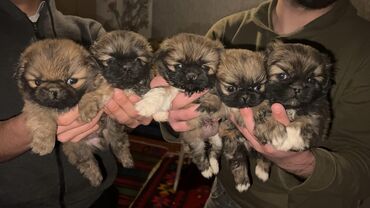 İtlər: Pekines, 1 ay, Erkek, Ünvandan götürmə