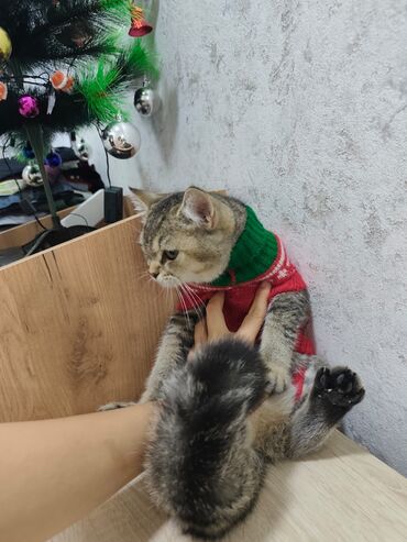 Pişiklər: Qızıl şinşilla, Erkək, Yaxşı əllərə, Ödənişli çatdırılma — 6