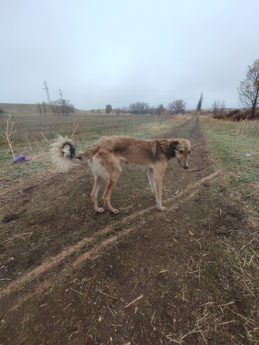 охотничий собак: Тайган, 7 месяцев, Самка