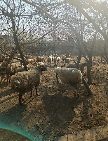 Digər kənd təsərrüfatı heyvanları: Digər kənd təsərrüfatı heyvanları — 18