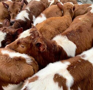 жорго кунан: Сатам | Бука (эркек), Уй (ургаачы), Кунаажын | Ангус, Герефорд, Голштин | Союуга, Көбөйтүү үчүн, Бордоп семиртүү үчүн | Асыл тукумдуу