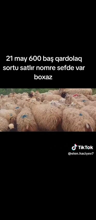 heyvan satilir: 21 May Super Boğaz Sisekler Satılır Qaradolaq sortu kim istese elaqe