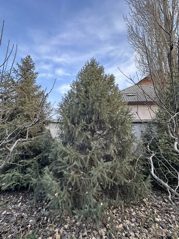 Декоративные деревья: Саженцы деревьев: Ели — 5