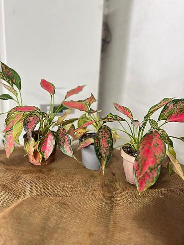 Другие комнатные растения: Представляем ассортимент декоративно-лиственных растений, которые — 7