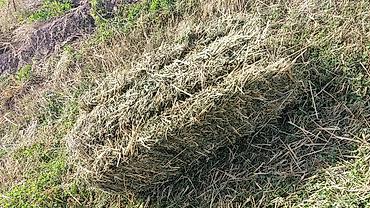 телки на забой: Сено в тюках (прямоугольные кипы) - Заготовлено на луговых угодьях; — 7