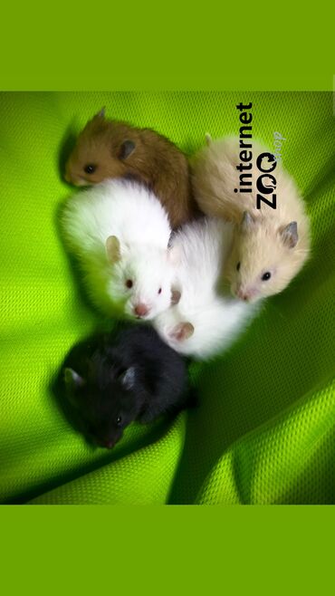 Хомяки: Продаются хомячки джунгарские, сирийские, ангорские пушистые хомячки — 21