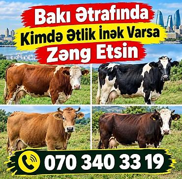 holstein inekleri: Xidmət: Bakı və ətrafında ətlik inəklərin alınması Təsvir: - Bakı — 1