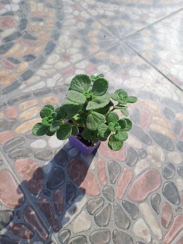 pencere setka: Mini sukulentlər – 4 ədəd set - Bitki tipi: Etli yarpaqlı sukulent — 6