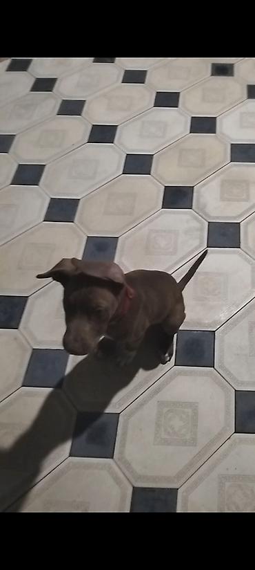 it satan: Pitbul, 4 ay, Erkək, Peyvəndli — 4