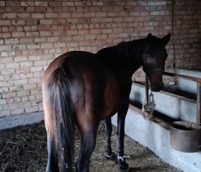 декоративные кролик: Сатам | Бээ (ургаачы) | Англиялык