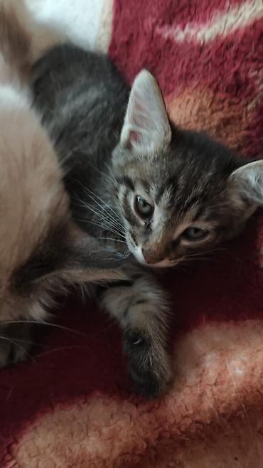 коровы породы швиц: Отдам в хорошие ручки.Котята домашние, короткошёрстные. Особенности — 5