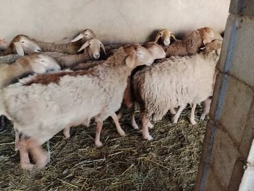 Бараны, овцы: Продаю | Овца (самка) | Арашан | Для разведения | Котные, Матка, Племенные — 6