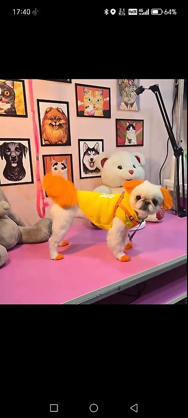 Geyimlər: Disi pekines erkek actariilir cutlesmek ucun — 1