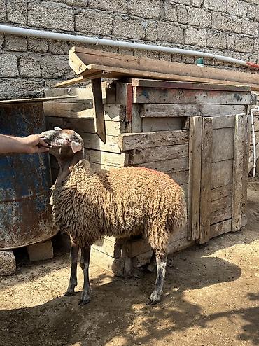 etlik: Quzu, Erkək, ay: 8, 35 kq, Ətlik, Ünvandan götürmə — 4