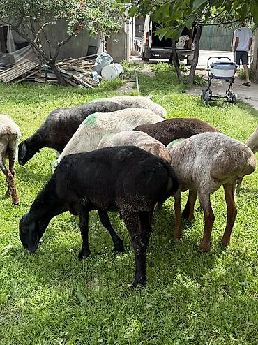 Баран, овца: Продаю | Овца (самка), Ягненок, Баран (самец) — 12