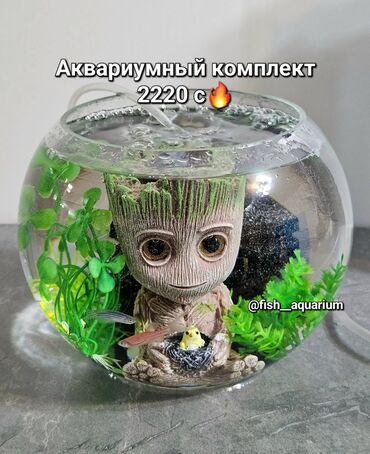 аквариум с рыбками цена бишкек: Аквариумный комплект: Аквариум 3 литра Грут-фигурка Фильтр Компрессор