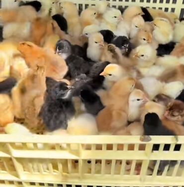 Digər quşlar: Kənd cücəsi isdenilen sayda zakaz var kim isdese buyrub zakaz verə