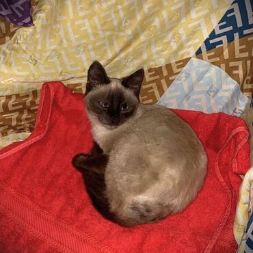 невская маскарадная кошка: Бесплатно отдам сиамского котенка-подростка (девочка, 7 месяцев
