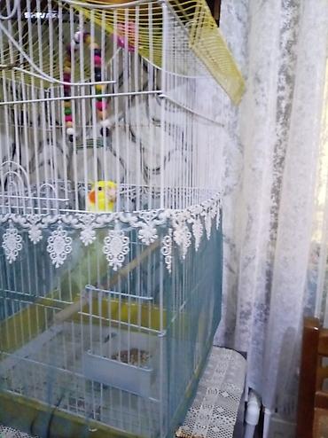 qus sesleri: Nimfa (Cockatiel) papağanı – sarı-ağ rəngli, yanaqlarında narıncı — 4