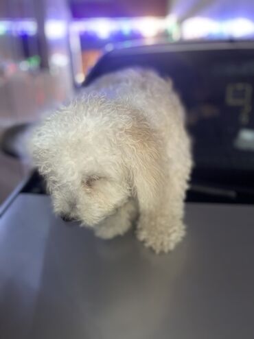 ağ itlər: Ağ rəngli, qıvırcıq tüklü kiçik ölçülü it (kişi/dişi qeyri-müəyyən)