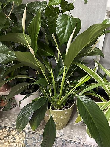 Драцены и Сансевиерии: Доставка по городу бесплатно . Адаптированные пересаженные Комнатные — 92
