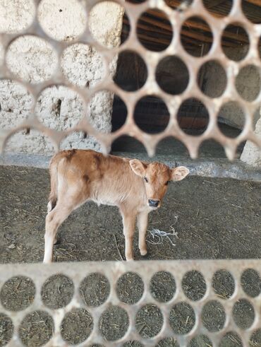 корова с телёнком: Продаю | Корова (самка) | Полукровка | Для молока