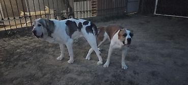 Alabay, 1 ay, Dişi lalafo.az -da Alabay, 1 ay, Dişi