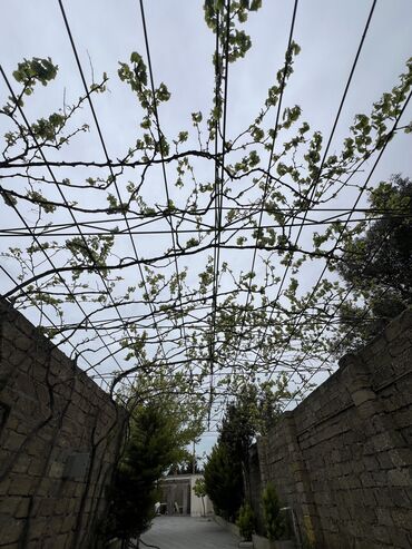 Bağ evlərinin satışı: Digah, 340 kv. m, 4 otaqlı, Artezian quyusu, Kanalizasiya, Kombi — 3