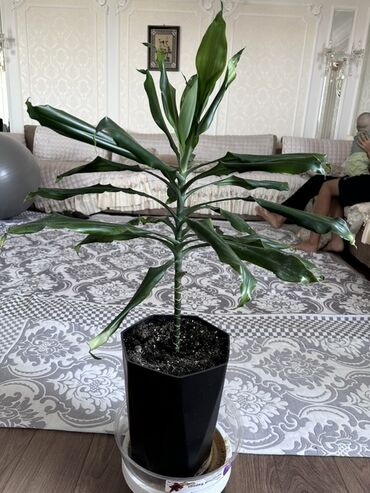 Замиокулькас (Долларовое дерево): Замиокулькас, также известный как долларовое дерево, представлен в — 18