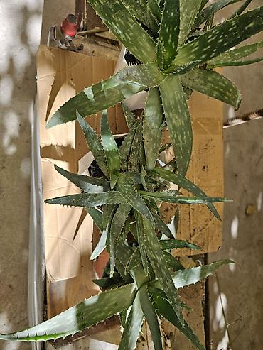 житкий биогумус: Алоэ вера (Aloe vera) в горшках - Суккулент с мясистыми ланцетными — 1