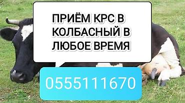 Частное лицо, Колбасный цех : Коровы, быки, Лошади, кони, | Круглосуточно, Любое состояние, Забитый