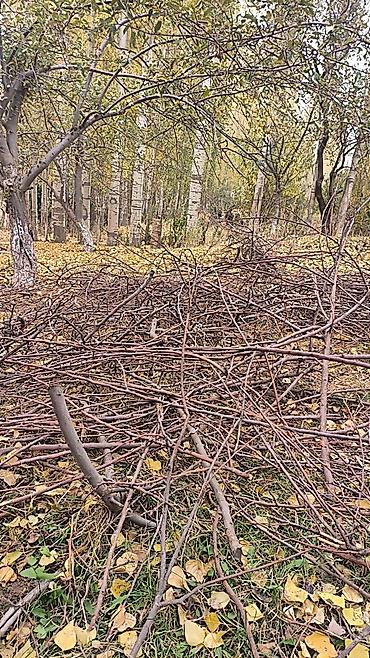 заказать уголь: Дрова Тополь — 4