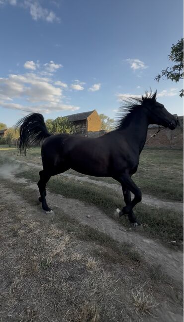 Domaće životinje: Na prodaju: crni konj, atletske građe i pravilnih nogu. - Tip — 7